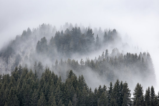 Fototapeta brume sapin montage brouillard altitude alpes voile paysage froi