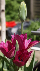 Tulipany © aladar23