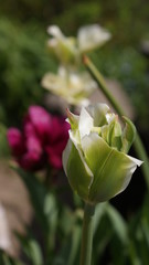 Tulipan © aladar23