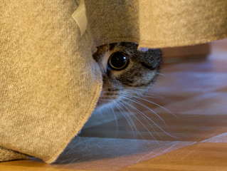 Katze versteckt sich