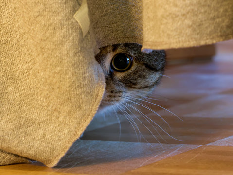 Katze versteckt sich