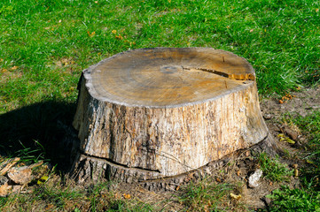 vieille souche d& 39 arbre dans le parc d& 39 été
