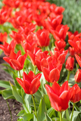 Fototapeta premium Group of red tulips in the park. Spring landscape.