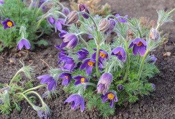 Natural herbal background.  Blue flower close up.