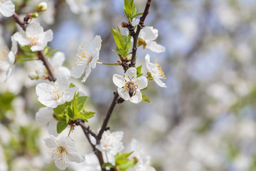 Malus pumila - natural lovely pink fragrant spring flowers of a paradise apple-tree in small DOF