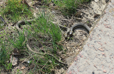 grass-snake in the spring