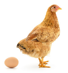 Brown hen and egg.
