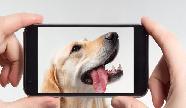 Labrador retriever in a mobile phone