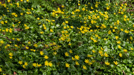 Lesser celandine (Ranunculus ficaria), also known as Fig buttercup