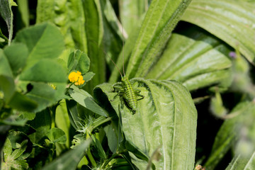 Obraz premium a various grasshopper in the nature