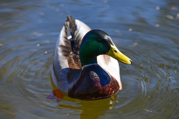 Fototapeta premium Männchen der Stockente (Anas platyrhynchos)