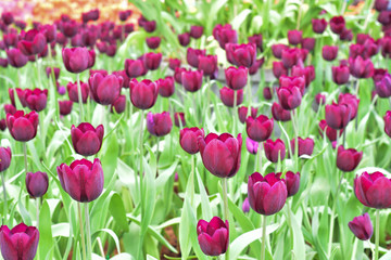 Fototapeta premium Purplish tulips close up background