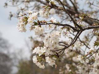 Beautiful blossom Sakura flower in springtime, Japan