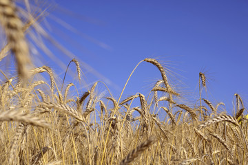 Grain field with ripe cereals