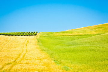 Tuscany wheat field hill in a sunny day