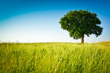 Tuscany wheat field hill in a sunny day with clouds