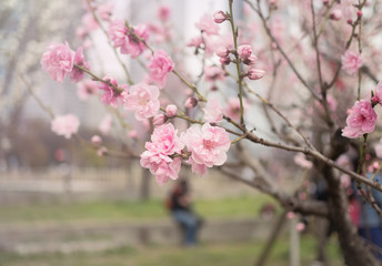 Beautiful blossom sakura flower in springtime, Japan ( Soft and Vintage tone color )