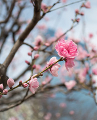 Beautiful Blooming pink plum blossom flower in springtime, Japan