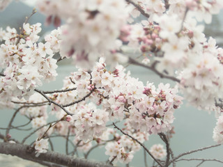 Beautiful blossom sakura flower in springtime, Japan ( Soft and Vintage tone color )