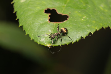 Macro ant on a leaf