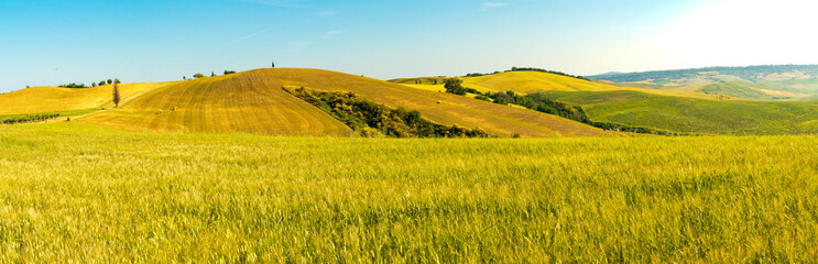 Fototapeta premium Tuscany wheat field hill in a sunny day