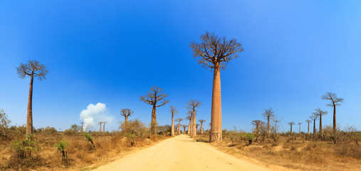 Fototapeta na wymiar Beautiful panorama at the avenue of the baobabs in Madagascar