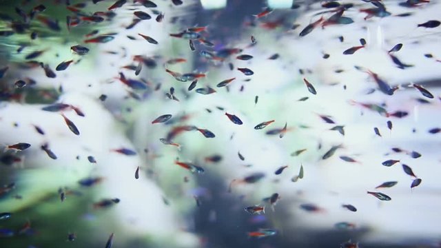 Paracheirodon axelrodi fishes in aquarium