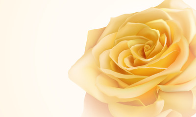 Realistic yellow rose