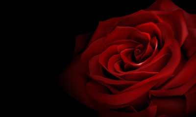 Realistic red rose