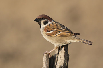 Passer montanus