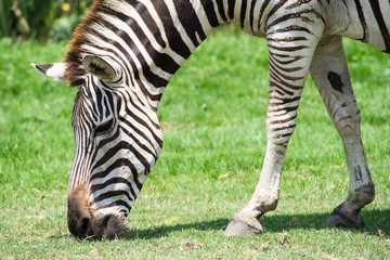 Fototapeta na wymiar Zebra in a safari park natural of South Africa .