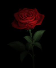 Realistic red rose