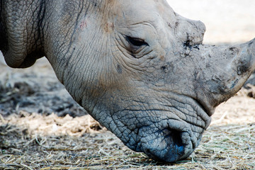 Close up of rhinoceros showing horns