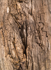 brown old texture