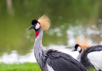 Two crowned crane on green grass