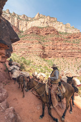 Mule riders climbing up the Bright Angel trail in Grand Canyon National Park, Arizona, Usa