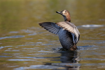 Common Pochard, Pochard, Aythya ferina
