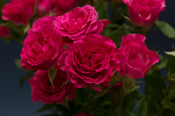 Букет роз на тёмно-синем фоне