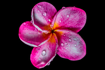 Dew frangipani flowers on a black background - stock image 