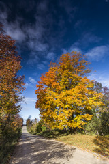 Fall Foliage on Beautiful Maple Trees