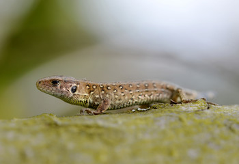 Sand lizard (Lacerta agilis) female