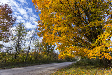 Fall Foliage on Beautiful Maple Trees