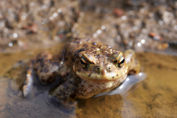 Toad, Bufo bufo, in a pond