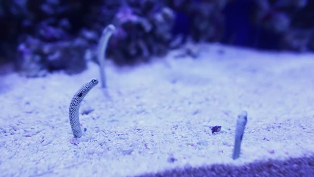 Deep Sea Worms Images – Browse 12 Stock Photos, Vectors, and Video
