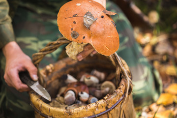 man gathering mushrooms in the woods