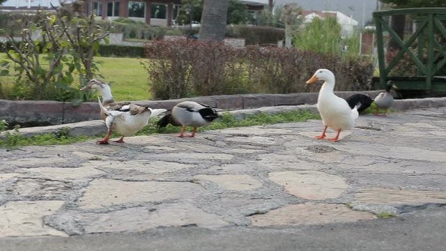 A flock of ducks in the summer walks in the park. Ducks walk in the park in the summer. Close-up.