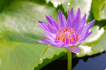 lotus flower