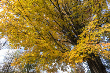 abstract view of colorful fall foliage