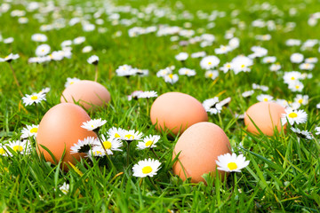 Chicken eggs in grass with daisies