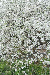 Blooming apple tree in spring garden covering with snowy white flowers at old wood farm log house...